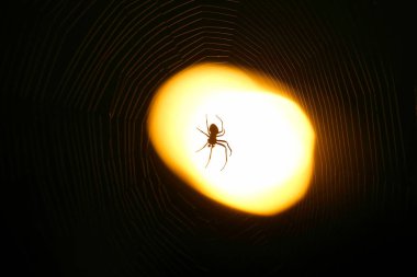 Gece bir ağ üzerinde oturan örümcek bir fenerin ışığı altında