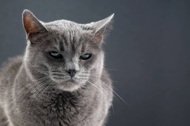 koyu arka plan üzerinde güzel bir gri kedi stüdyo portresi