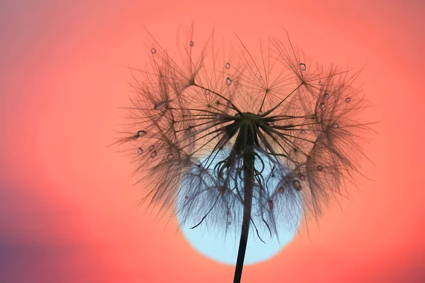 Dandelion with drops of water against the sky and the setting su — Stock Photo, Image