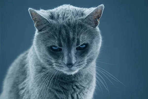 Retrato de estúdio de um belo gato cinza no fundo escuro — Fotografia de Stock