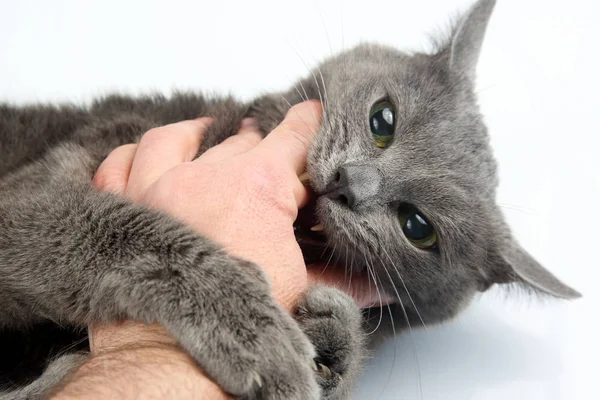 Gato gris agarró las garras de la mano y muerde — Foto de Stock