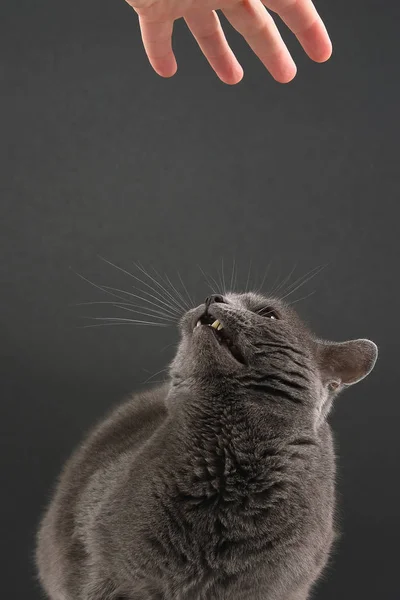 Studio portrait of a beautiful grey cat on dark background — Stock Photo, Image