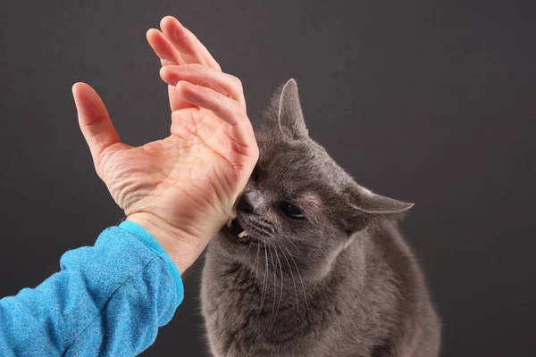 Gri kedi agresif adamın eli ısırma — Stok fotoğraf