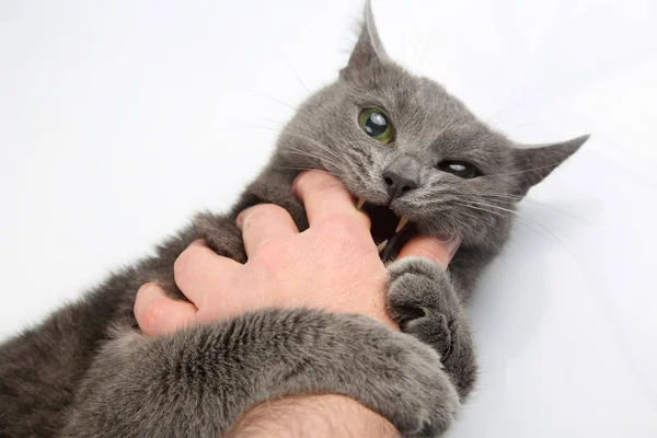Gato cinza agressivo morde a mão do homem — Fotografia de Stock
