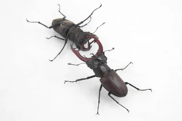 Batalha dos dois insetos machos escaravelhos veado no fundo branco — Fotografia de Stock