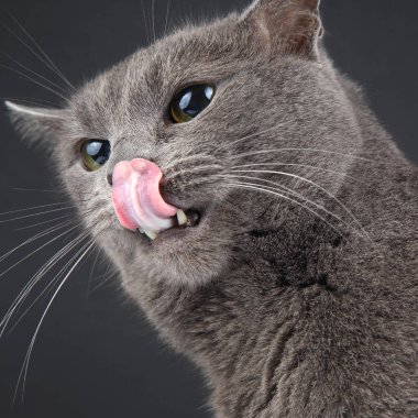 Gri kedi dışarı asılı dil ile stüdyo portresi