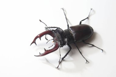 beyaz arka plan üzerinde boynuzları ile erkek böcek geyik