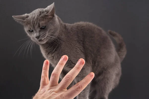 De hand met de wijsvinger geeft een grijze kat — Stockfoto