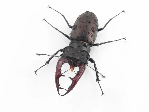 Cervo de besouro de inseto masculino com chifres em fundo branco — Fotografia de Stock