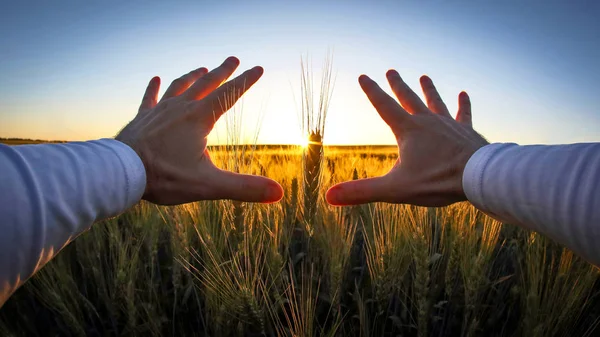 Mani con spighe di grano contro il sole al tramonto — Foto Stock