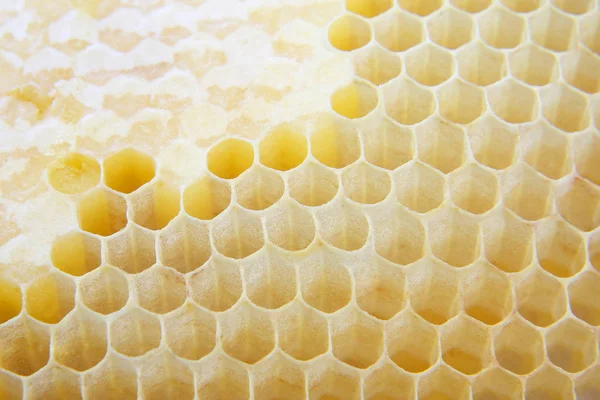 Honey Comb närbild. Söt efterrätt. Hög kalori foo — Stockfoto