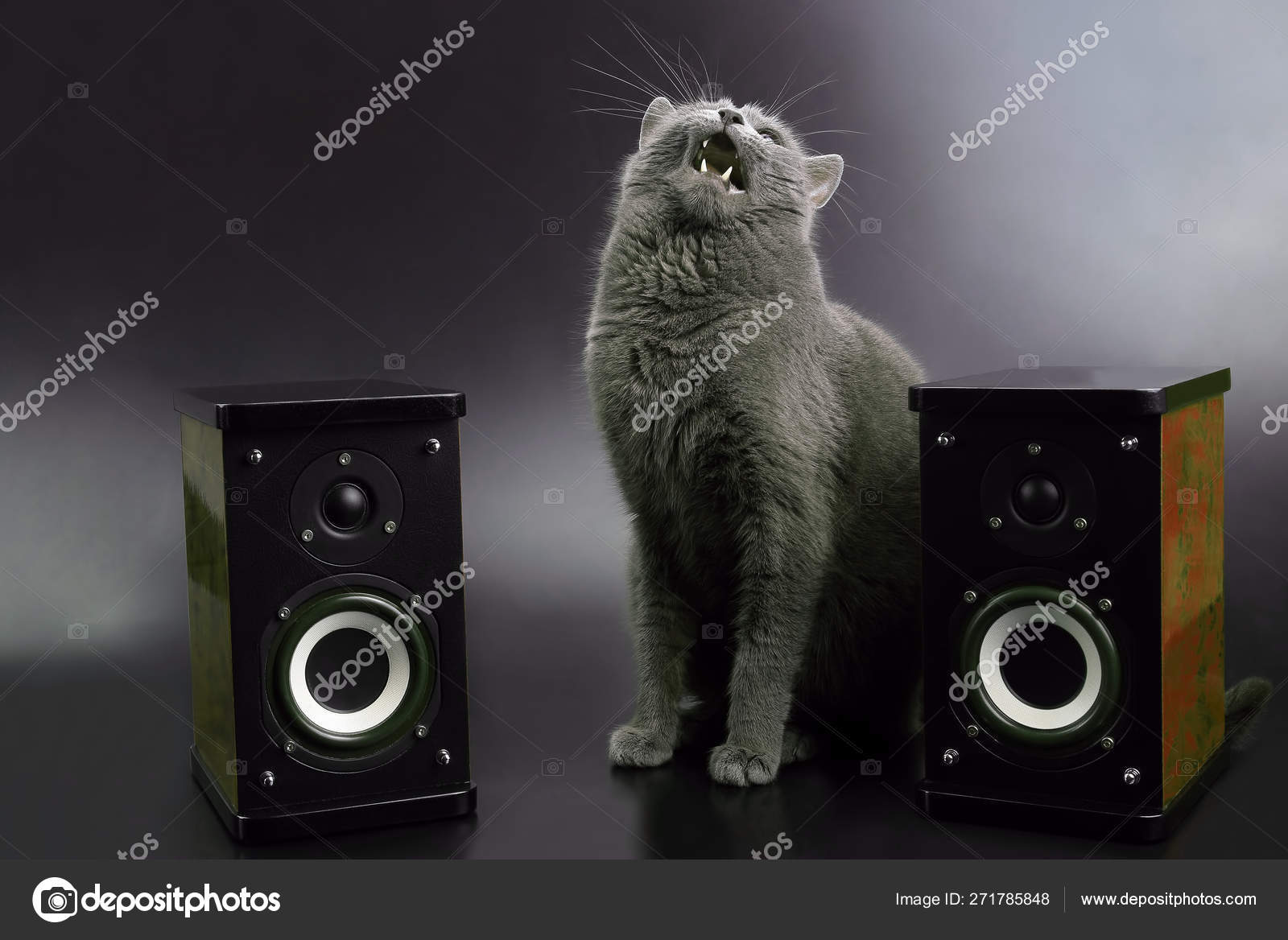 Chat Gris Avec Bouche Ouverte Chantant Avec Deux Haut Parleurs Audio Stereo Image Libre De Droit Par Olegtroino C Chat Gris Avec Bouche Ouverte Chantant Avec Deux Haut Parleurs Audio Stereo Image Libre De Droit Par Olegtroino C
