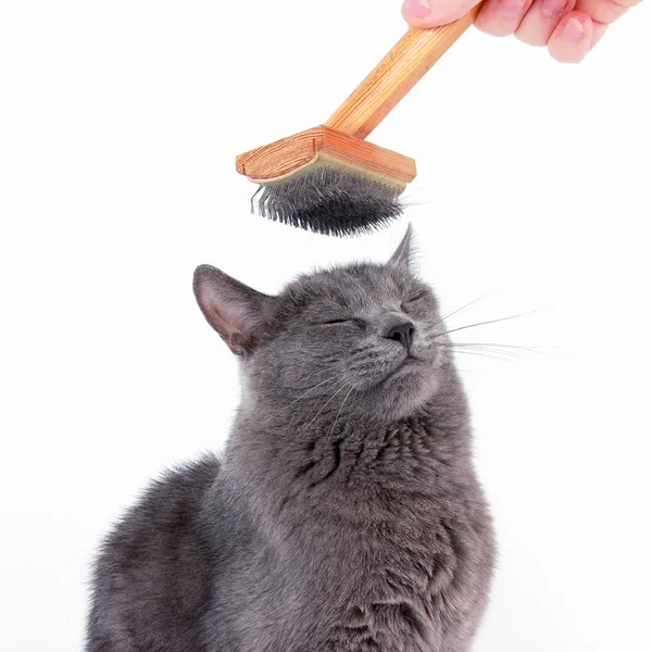 머리에 회색 고양이 빗질 양모 브러쉬 — 스톡 사진