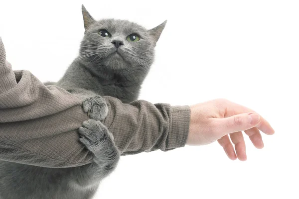 Gato gris apretó sus patas la mano de un hombre sobre fondo blanco — Foto de Stock