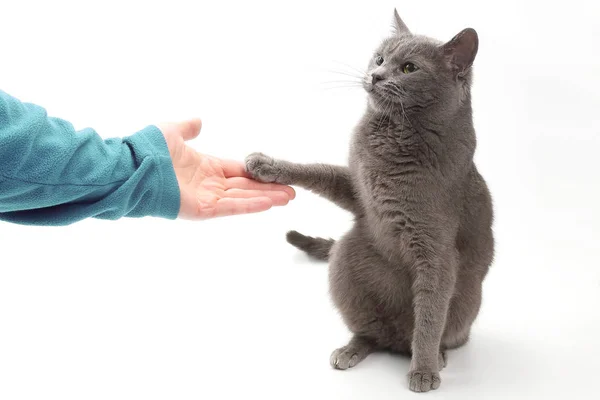 Gato gris da una pata en la palma de la persona — Foto de Stock