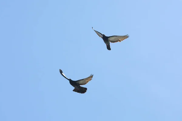 Dwa gołębie pływające w niebieskim sk — Zdjęcie stockowe