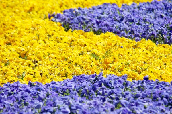 Květinový záhon s různými květinami — Stock fotografie