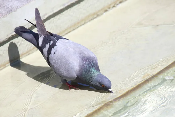 One dove is drinking wate — Stock Photo, Image