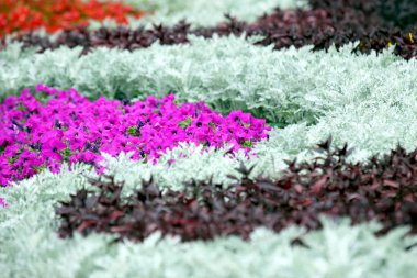 dekore edilmiş çiçek yatağında pembe dekoratif çiçekler. 