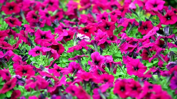 Pink decorative flowers on a decorated flower bed. — Stock Photo, Image