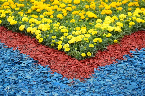 Gula dekorativa blommor på en dekorerad rabatt. — Stockfoto