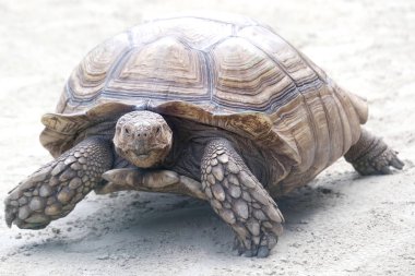 Büyük fil kaplumbağası kumda sürünüyor. yabani lif