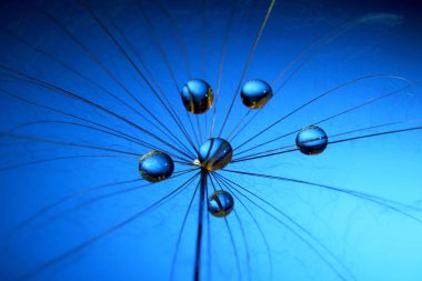 su üzerinde bir karahindiba keser