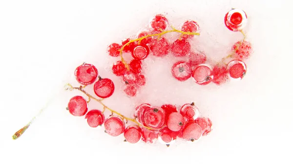 Grosella roja congelada en el hielo — Foto de Stock