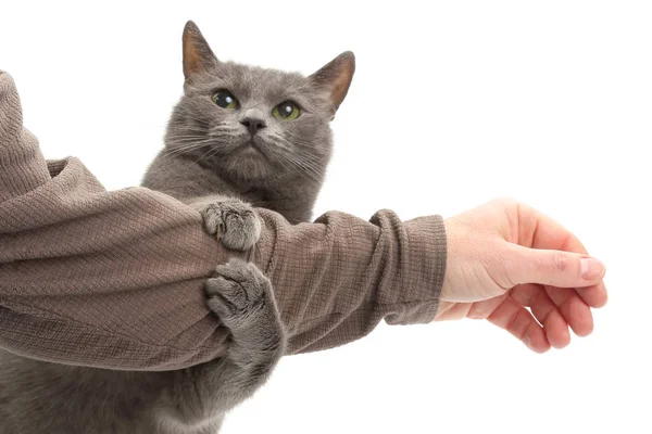 Gato gris apretó sus patas la mano de un hombre sobre fondo blanco — Foto de Stock