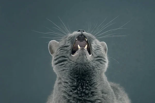 Studio portrait of a beautiful grey cat with a wide open mouth — Stock Photo, Image