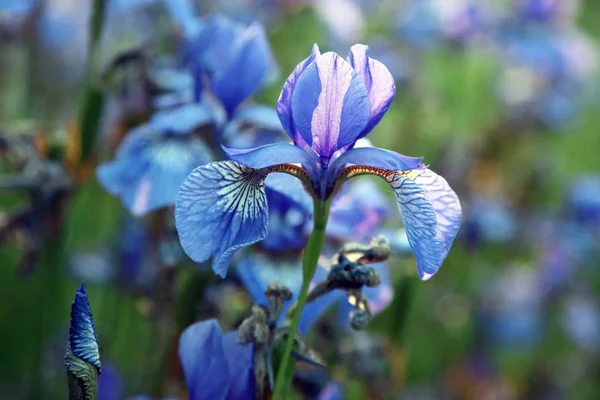 Iris blüht auf einer Wiese. Botanik und Vegetation — Stockfoto