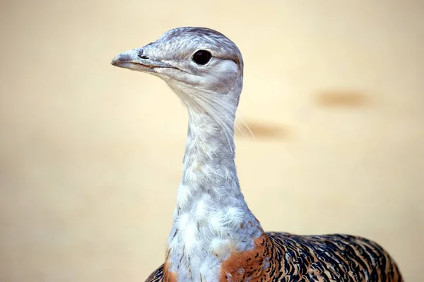 Porträt einer Vogeltrappe. Wildlif — Stockfoto