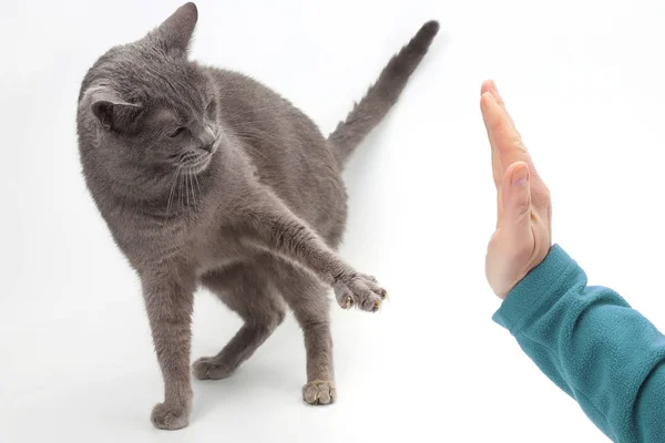 Γκρι γάτα πόδι με προτεταμένο νύχια, παίρνει στην παλάμη του ενός άτομ — Φωτογραφία Αρχείου