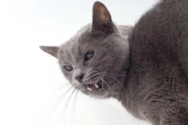 Gatto grigio mostra zanne aggressive su un backgroun bianco — Foto Stock