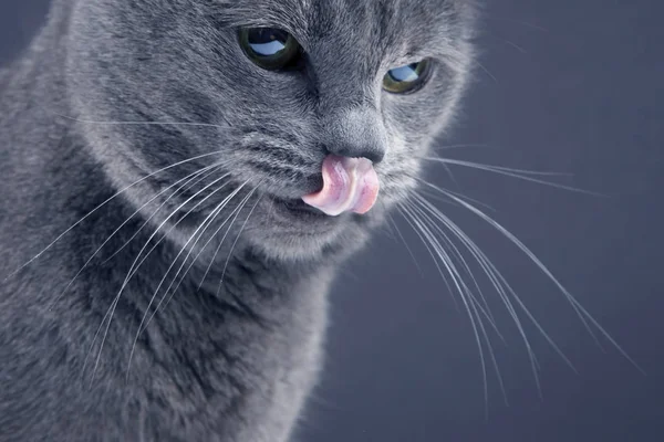 Studio portrait of a gray cat with tongue hanging out — Stock Image Studio portrait of a gray cat with tongue hanging out Stock Photo