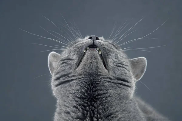 Studio portrait of beautiful grey cat with raised head — Stock Image Studio portrait of beautiful grey cat with raised head Royalty Free Stock Images