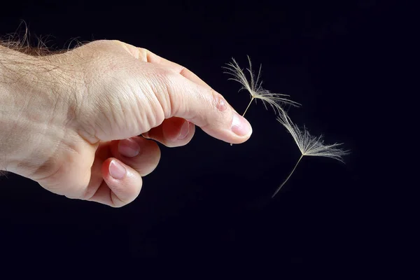 hand with two flying seeds of dandelion on dark background