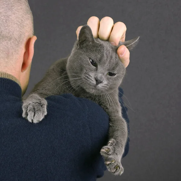 Gatto grigio seduto sulla spalla di una ma — Foto Stock