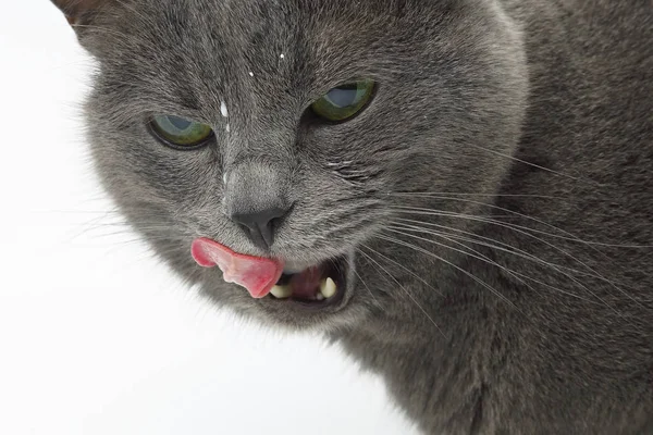 gray cat with tongue hanging out licking the hair milk
