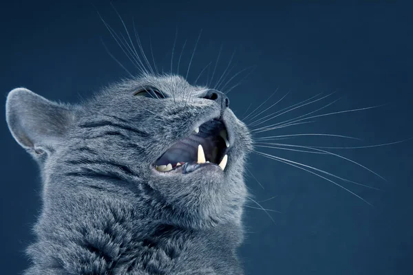 Studio ritratto di un bel gatto grigio con la bocca spalancata — Foto Stock