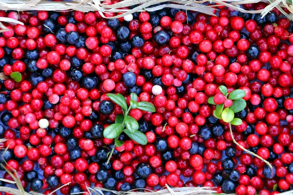 Berries cranberries and blueberries — Stock Photo, Image