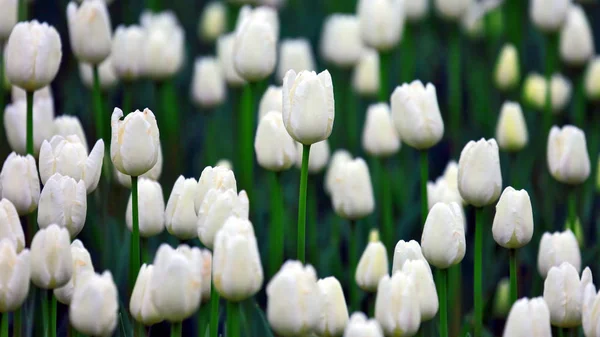Muitas tulipas brancas em crescimento. botã de flores — Fotografia de Stock