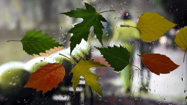 Feuilles d'automne sur une fenêtre humide sur un fond de temps pluvieux — Photo