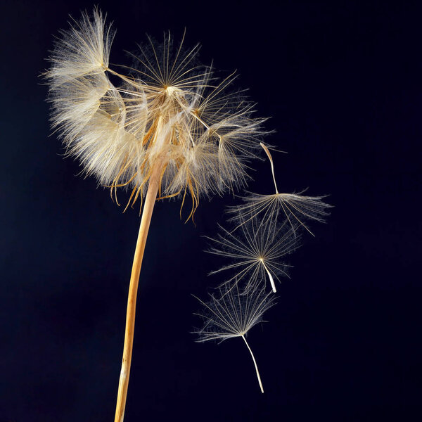 dandelion and its flying seeds on a dark blue background