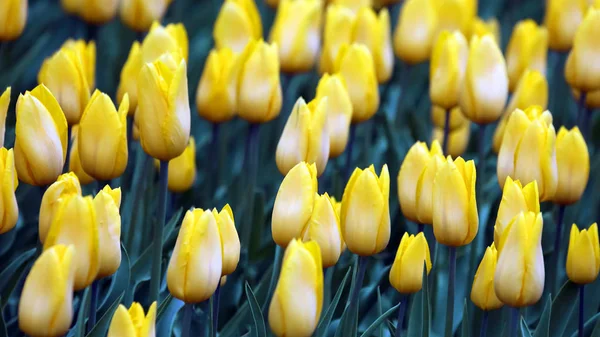 Bardzo wiele rosnących jasnożółtych tulipany. kwiat Botan — Zdjęcie stockowe
