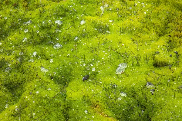 ライの後に緑の苔に水と露の滴 — ストック写真