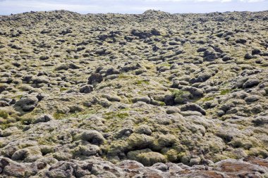 İzlanda'da yumuşak volkanik yosun