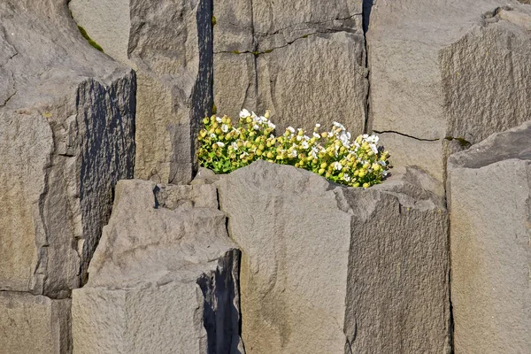 Kwiaty rosną na kolumnach bazaltowych w Islandii — Zdjęcie stockowe