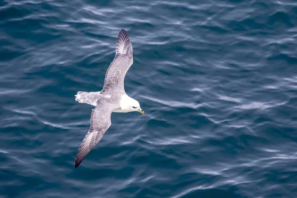 Чайка летит над поверхностью океана — стоковое фото