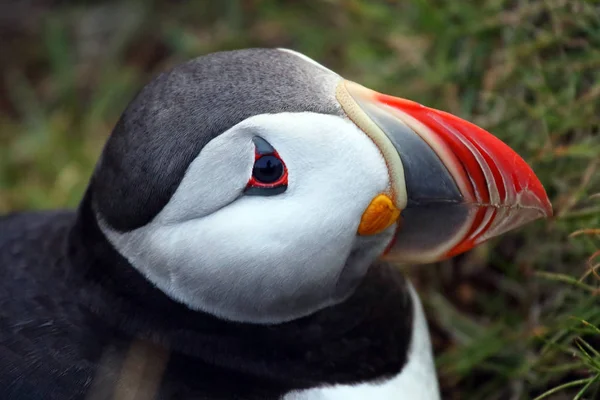 Cabeza de un pájaro paffin cerca u —  Fotos de Stock